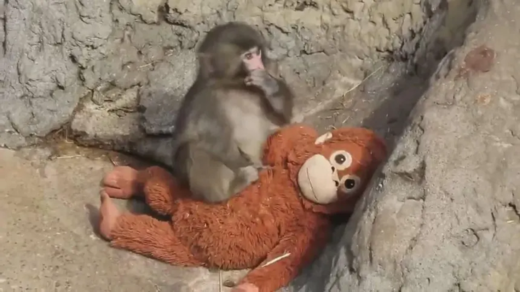 Monkey ‘Punch’ Is Slowly Getting Along With Other Monkeys at Ichikawa Zoo