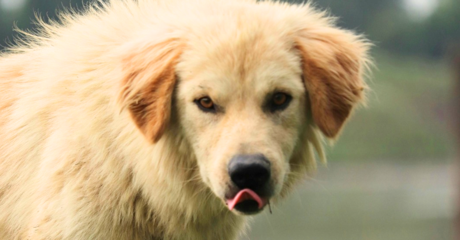 Dog Shoots Woman: Report